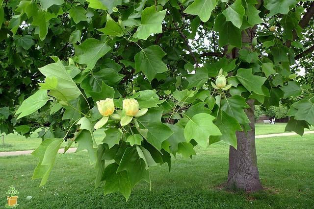 Liriodendron tulipifera Tulip Poplar in garden.