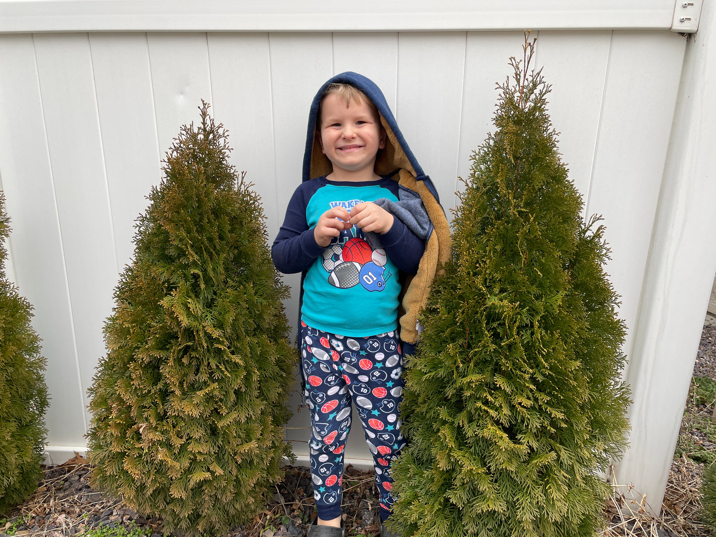 Thuja emerald green arborvitae in a garden setting.