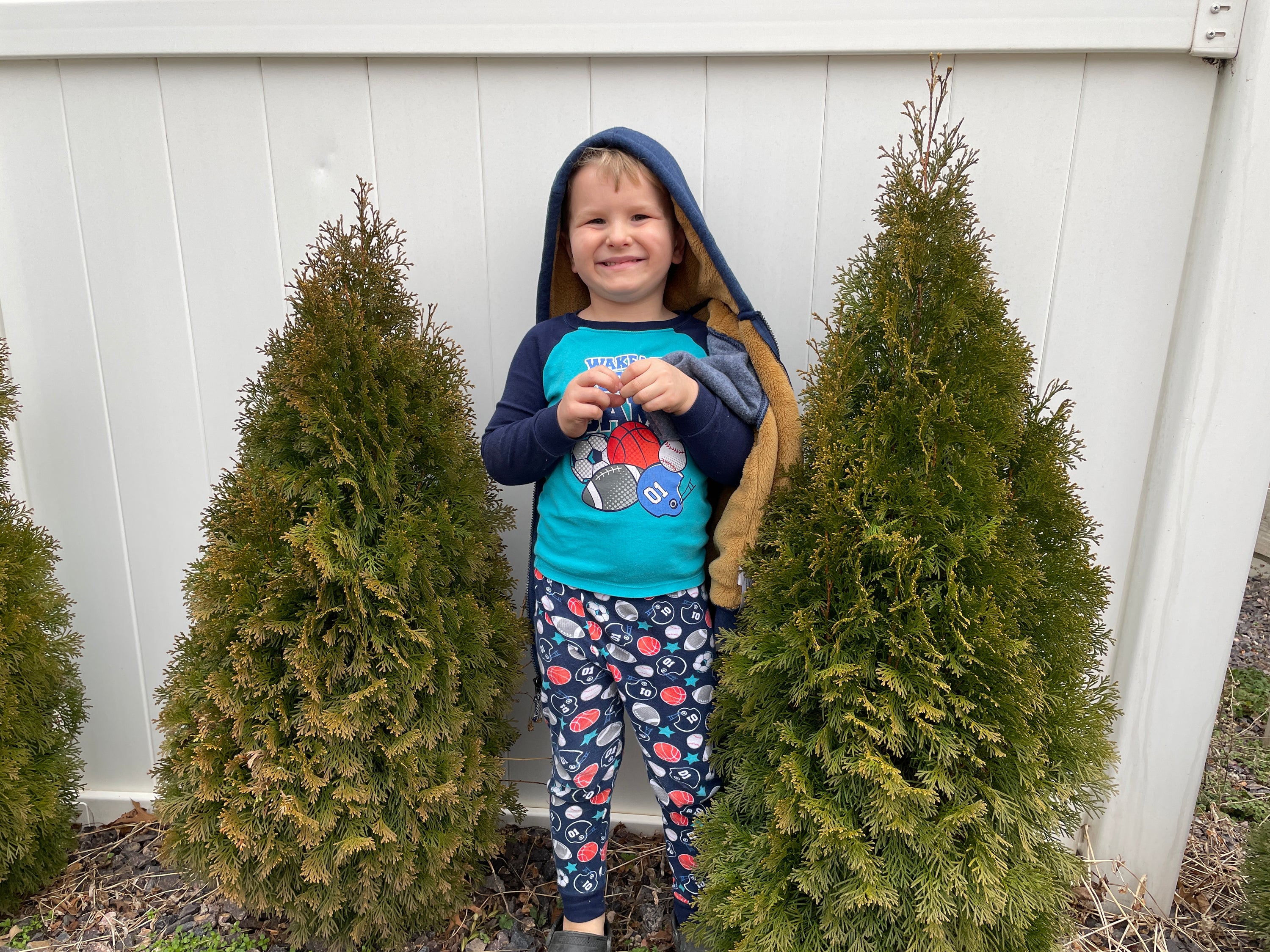 Thuja emerald green arborvitae in a garden setting.