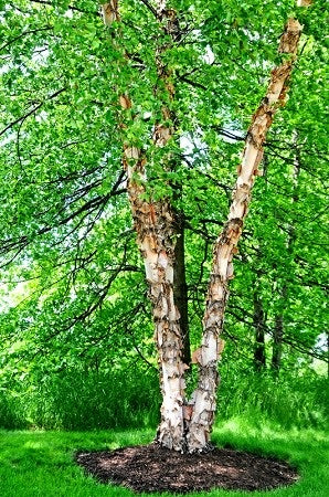 Mature River Birch tree for shade.