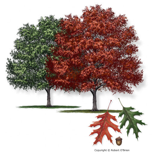 Shumard Oak Tree For Sale | Buy Live Quercus Shumardii Tree Online