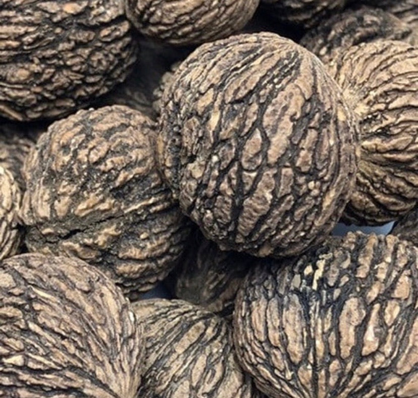 Whole black walnuts in shell.