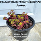 Sedum Stonecrop “Dragons blood” - Weaver Family Farms Nursery