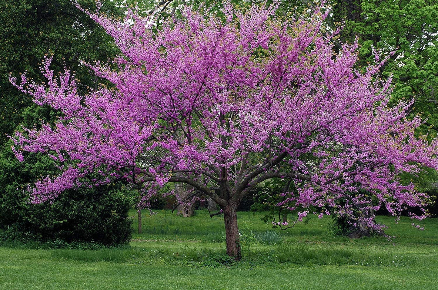 Eastern redbud in full spring display.