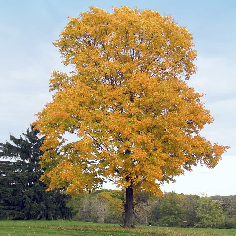 Large Silver Maple tree providing shade.