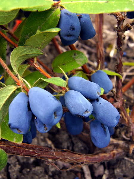 Tundra Honeyberry bush with ripening berries.