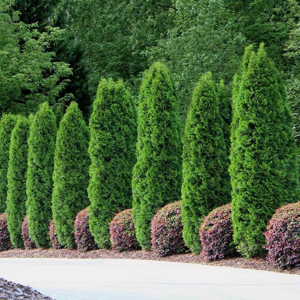 Beautiful emerald green arborvitae tree in full sun.