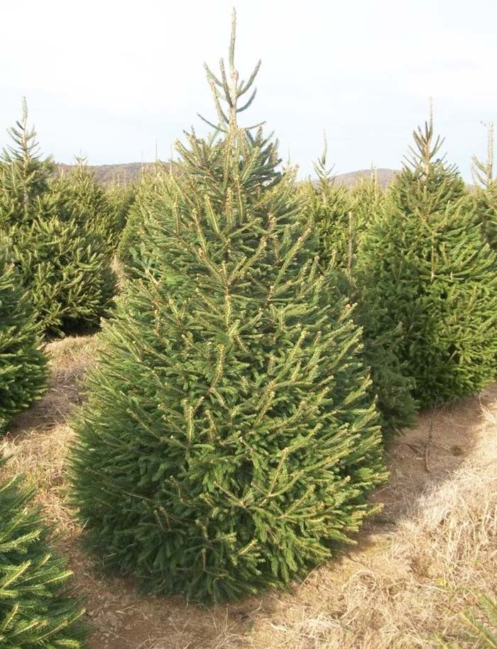 Dense branches of Norway spruce.