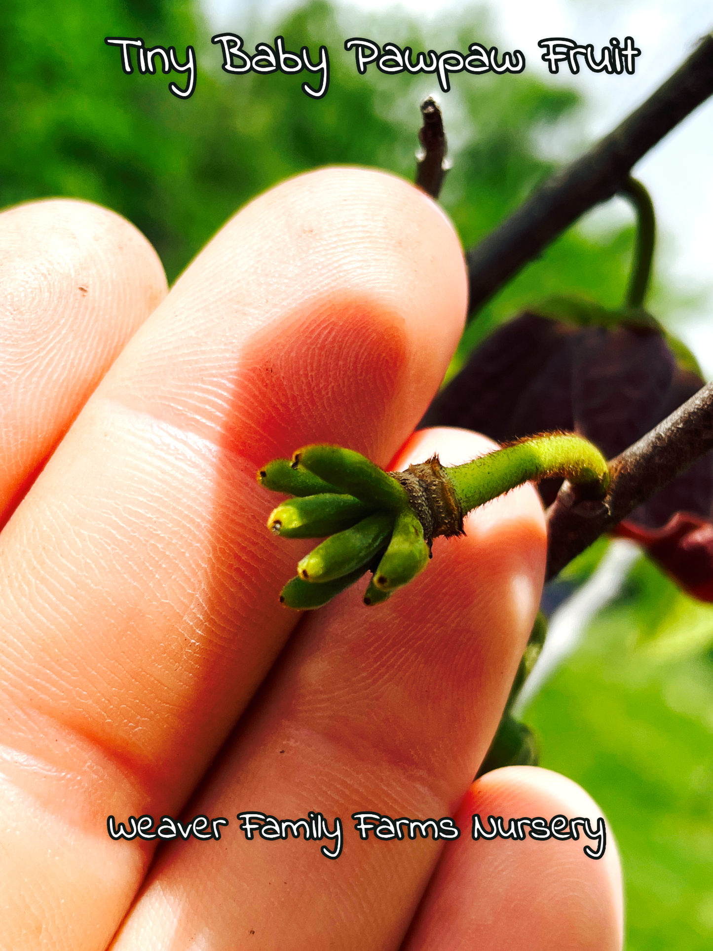 Buy Pawpaw Tree online for edible landscaping.