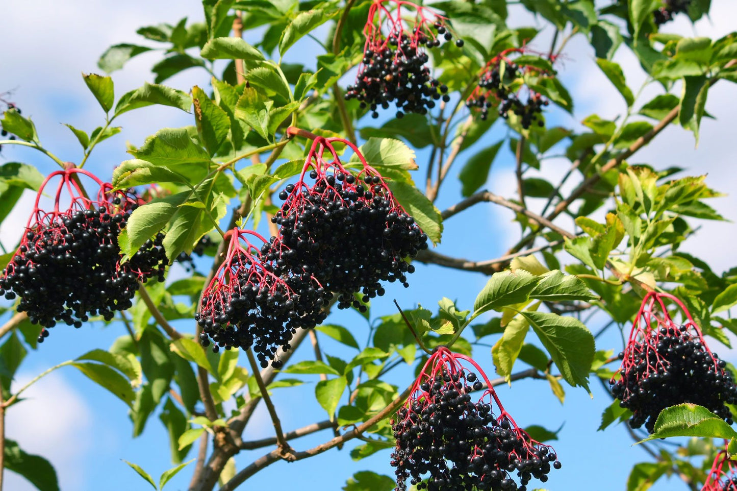 Sambucus canadensis shrub.