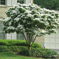 white dogwood tree