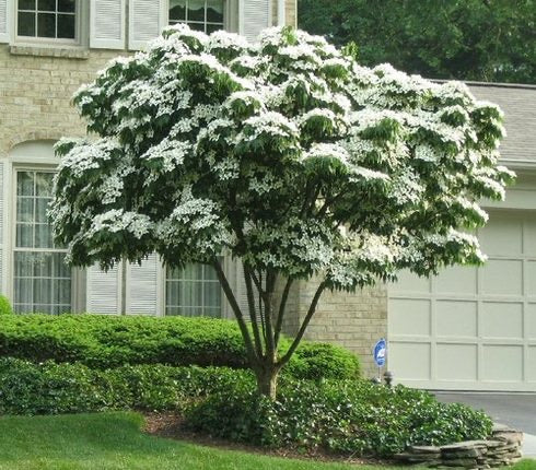White Dogwood Tree in full bloom.
