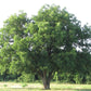 Hardy Native Pecan Tree For Sale | Buy Carya Illinoinensis Tree Online