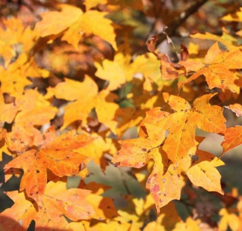 Sugar Maple leaves turning red and orange.
