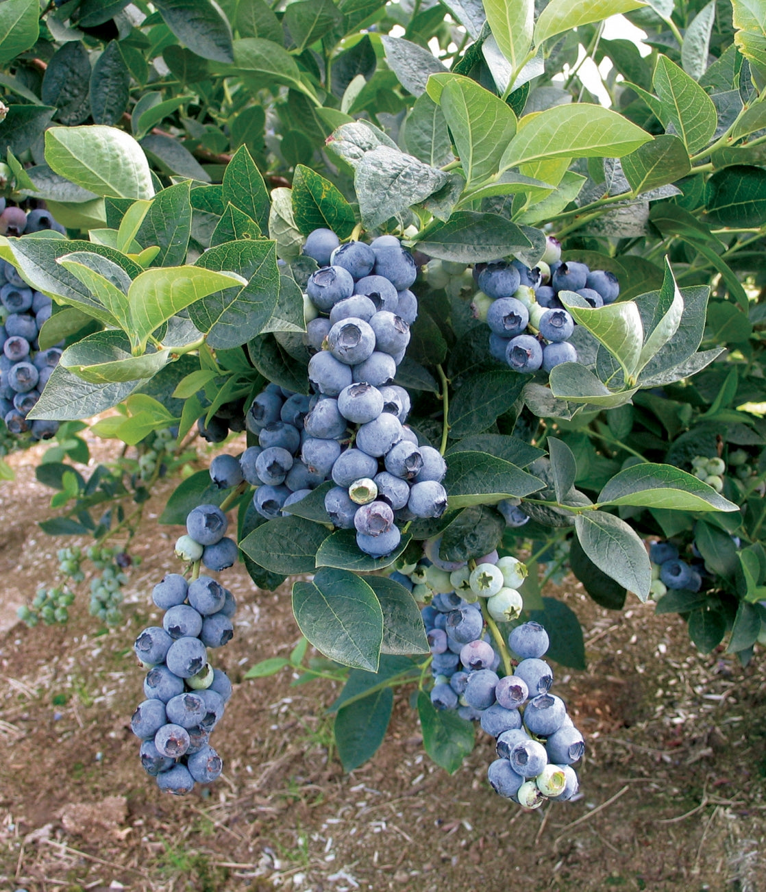 Close-up of Bluecrop blueberries on the vine