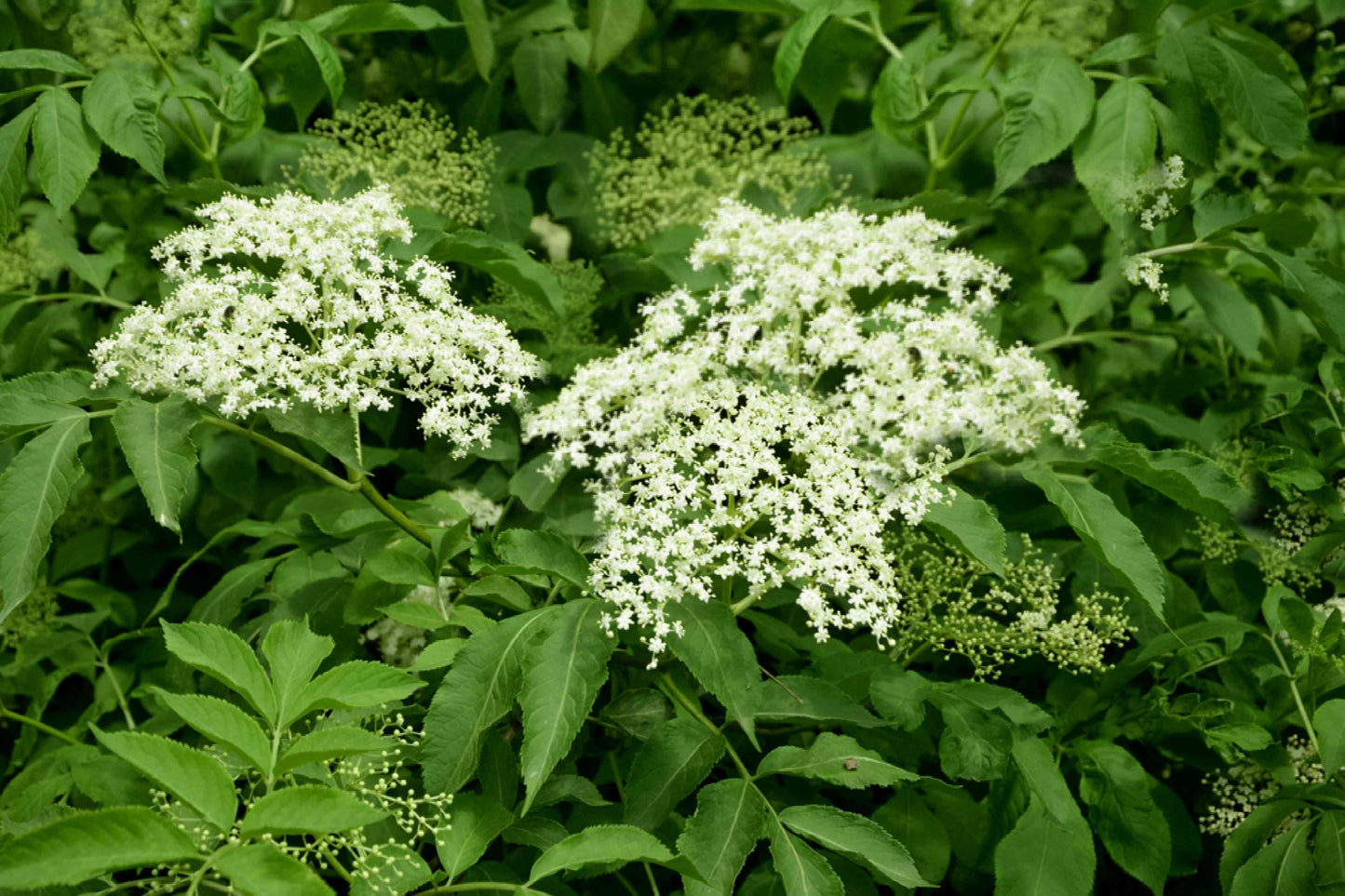 American elderberry bush in bloom.