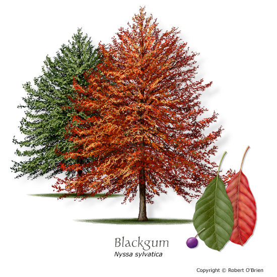 Healthy Black Gum Tupelo tree.