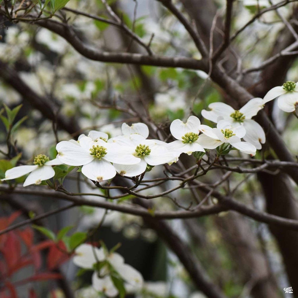 Flowering Dogwood tree with white blossoms.