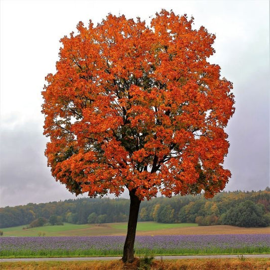 Red Maple tree with vibrant red leaves.
