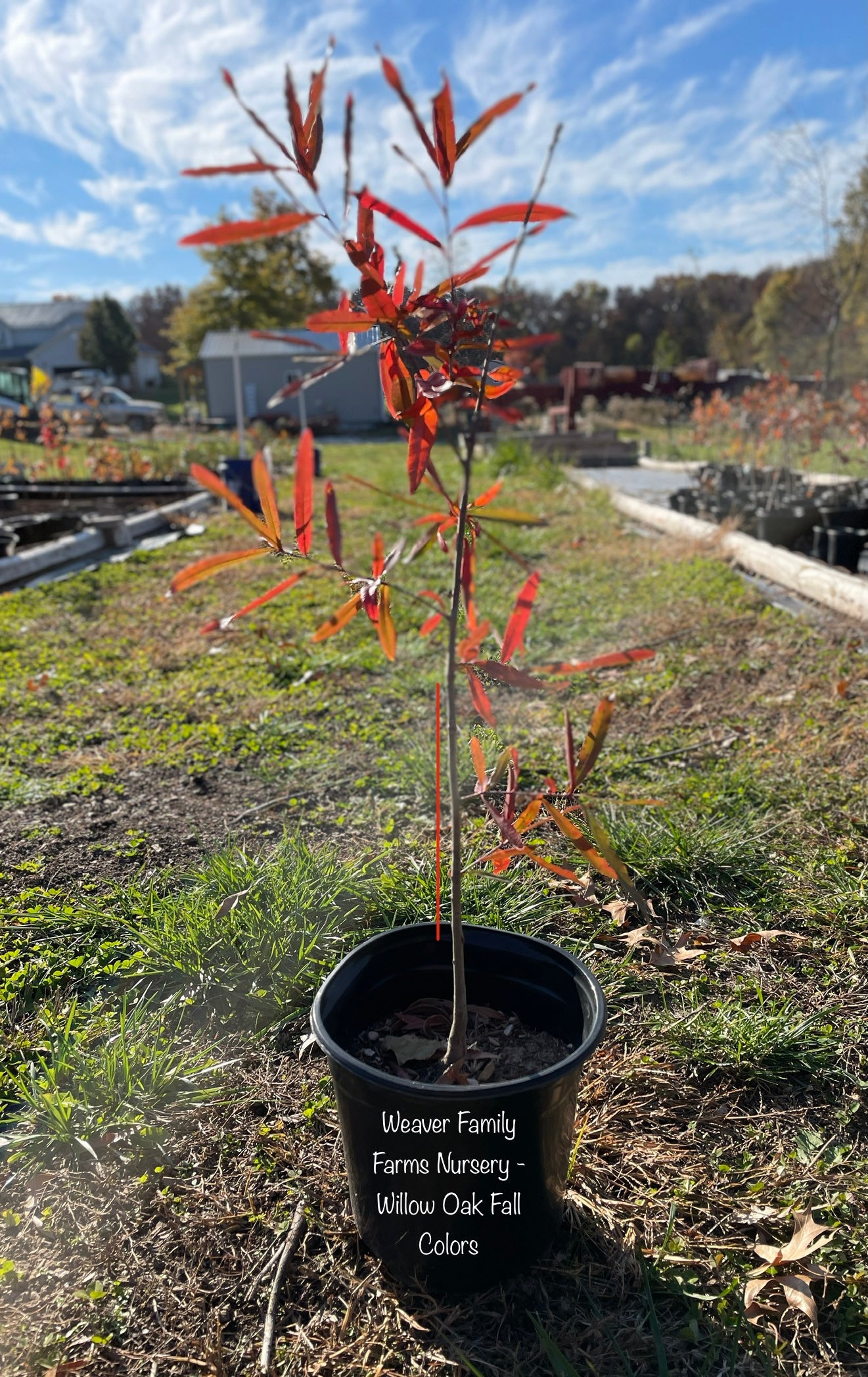 Fast-growing Willow Oak Tree for sale.