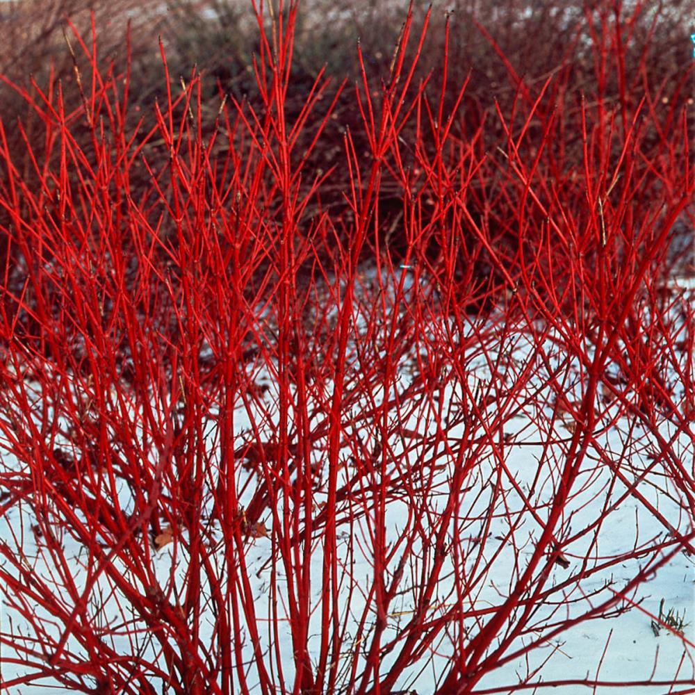 Red Osier Dogwood in a winter garden.