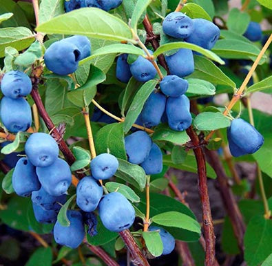 Haskap berry plant with lush foliage.