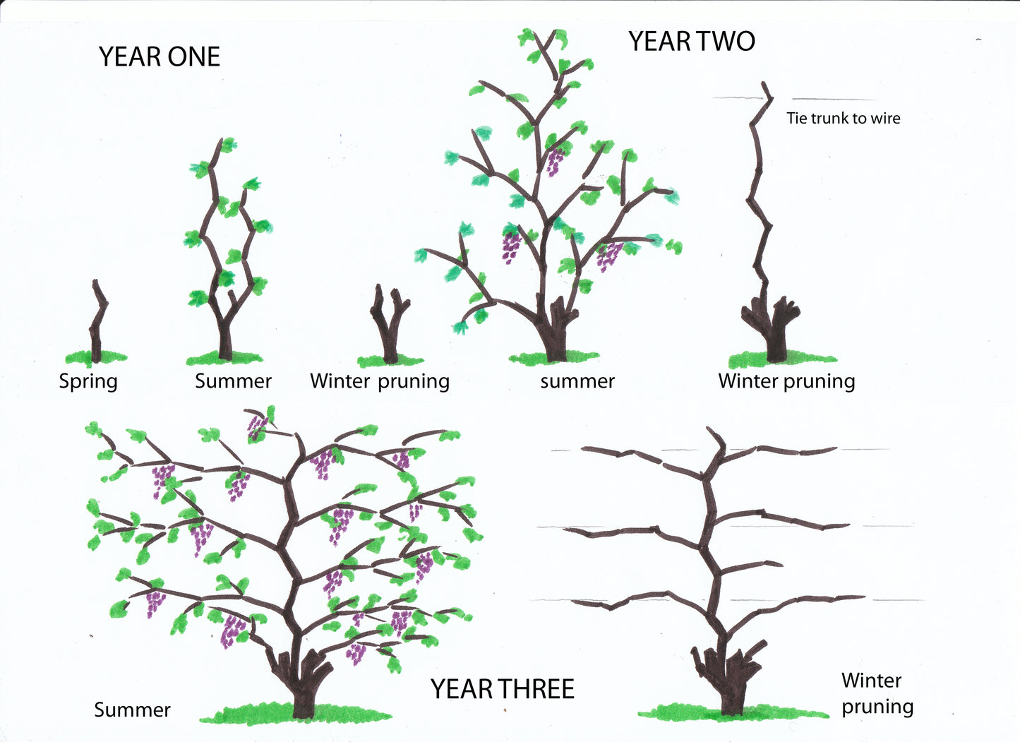training concord grape vine