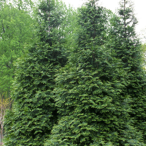 Green Giant Arborvitae Tree For Sale | Buy Thuja Standishii x Plicata