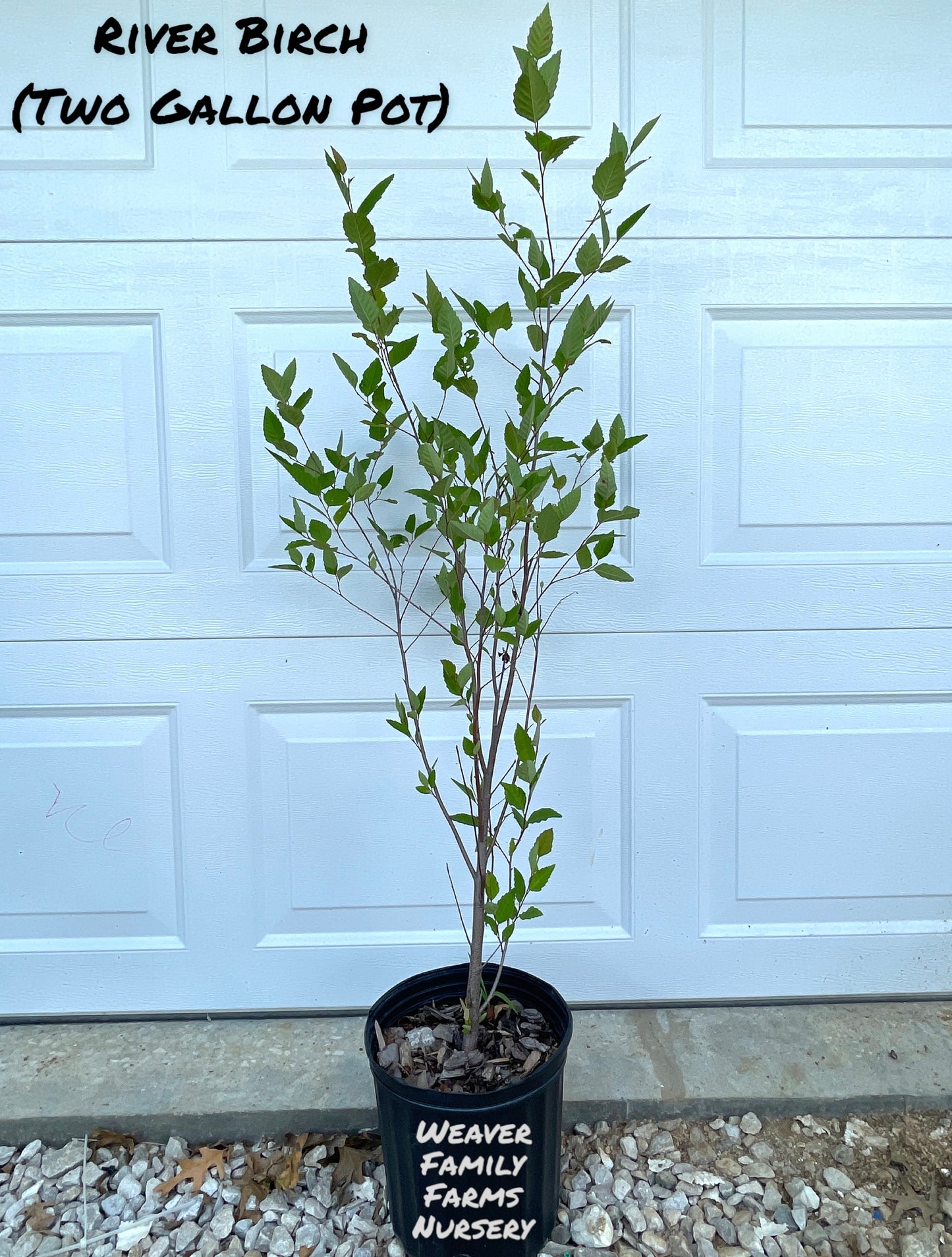 River Birch Tree - Weaver Family Farms Nursery