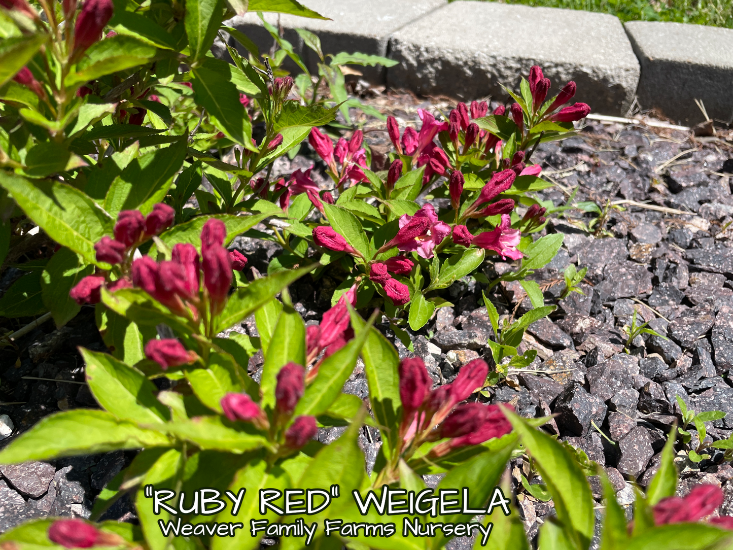 Ruby Red Weigela shrub with vibrant red flowers.