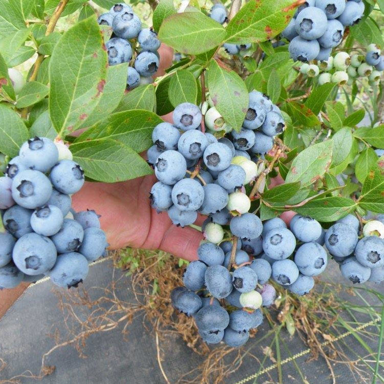 Bluecrop Blueberry bush full of fruit