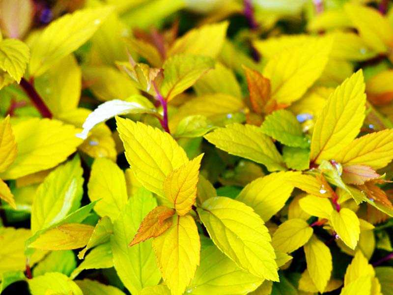 Meadowsweet Plant
for sale
