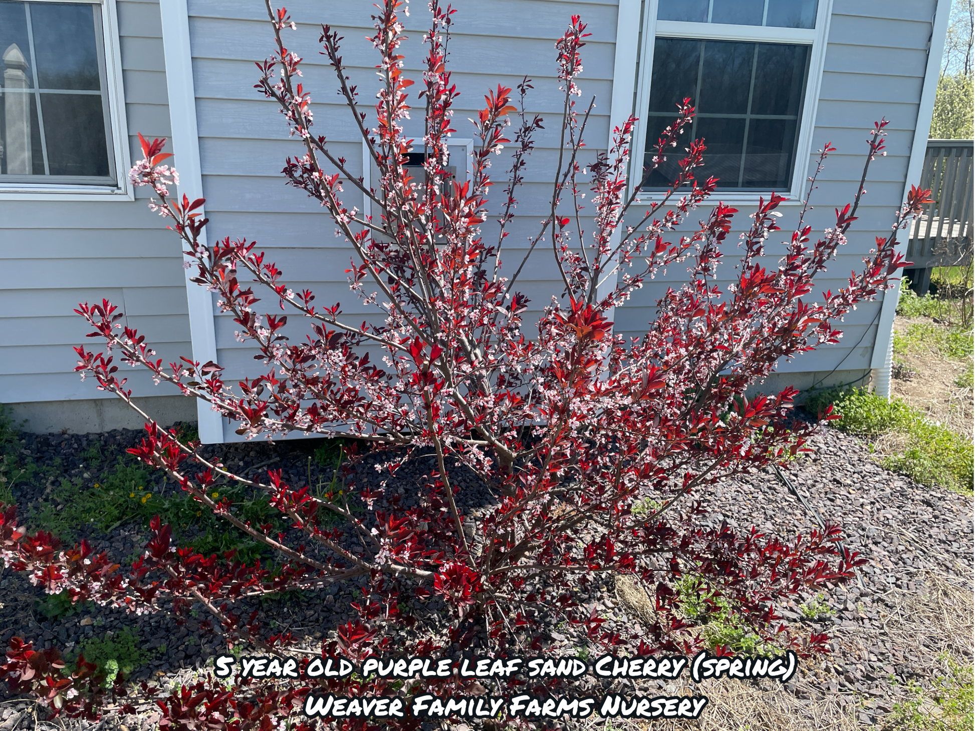 Prunus × Cistena purple leaf sand cherry in garden