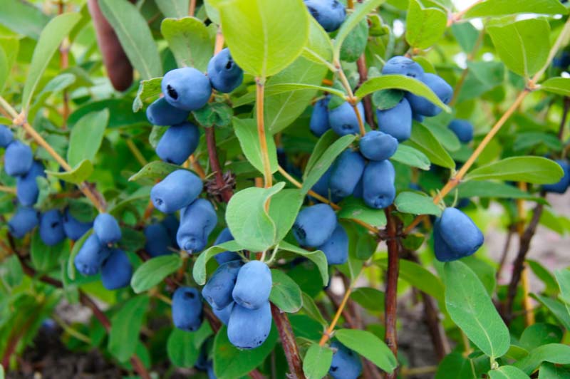 Honeyberry "Tundra" Haskap