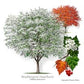 Washington Hawthorn Tree For Sale | Buy "Crataegus Phaenopyrum" Online