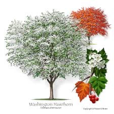 Crataegus phaenopyrum tree for sale online.