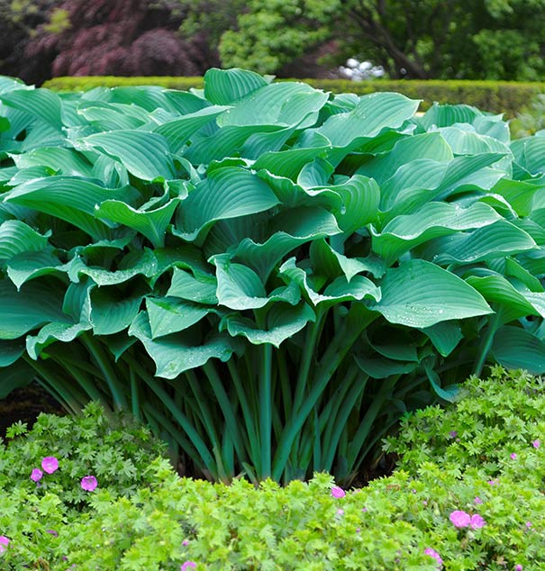 Upright Krossa Regal Hosta plant in a garden.