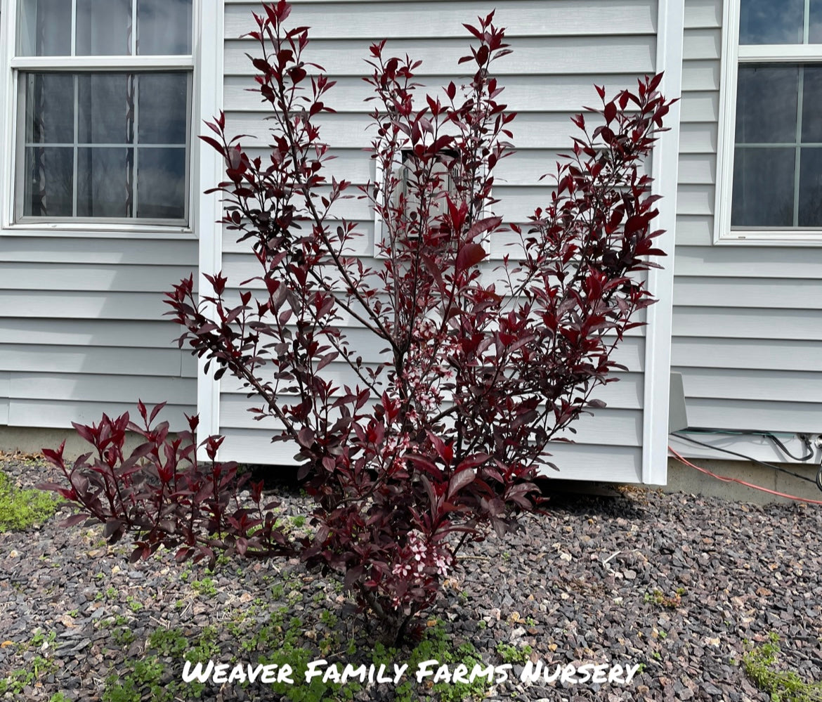 Purple Leaf Sand Cherry in a garden setting.