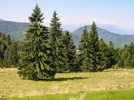 Row of Norway spruces used for privacy screen.