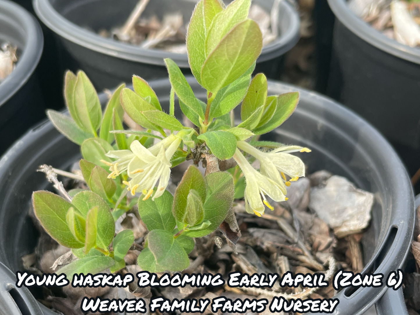 Haskap berry plants with blue fruits for sale honeyberry plant in bloom