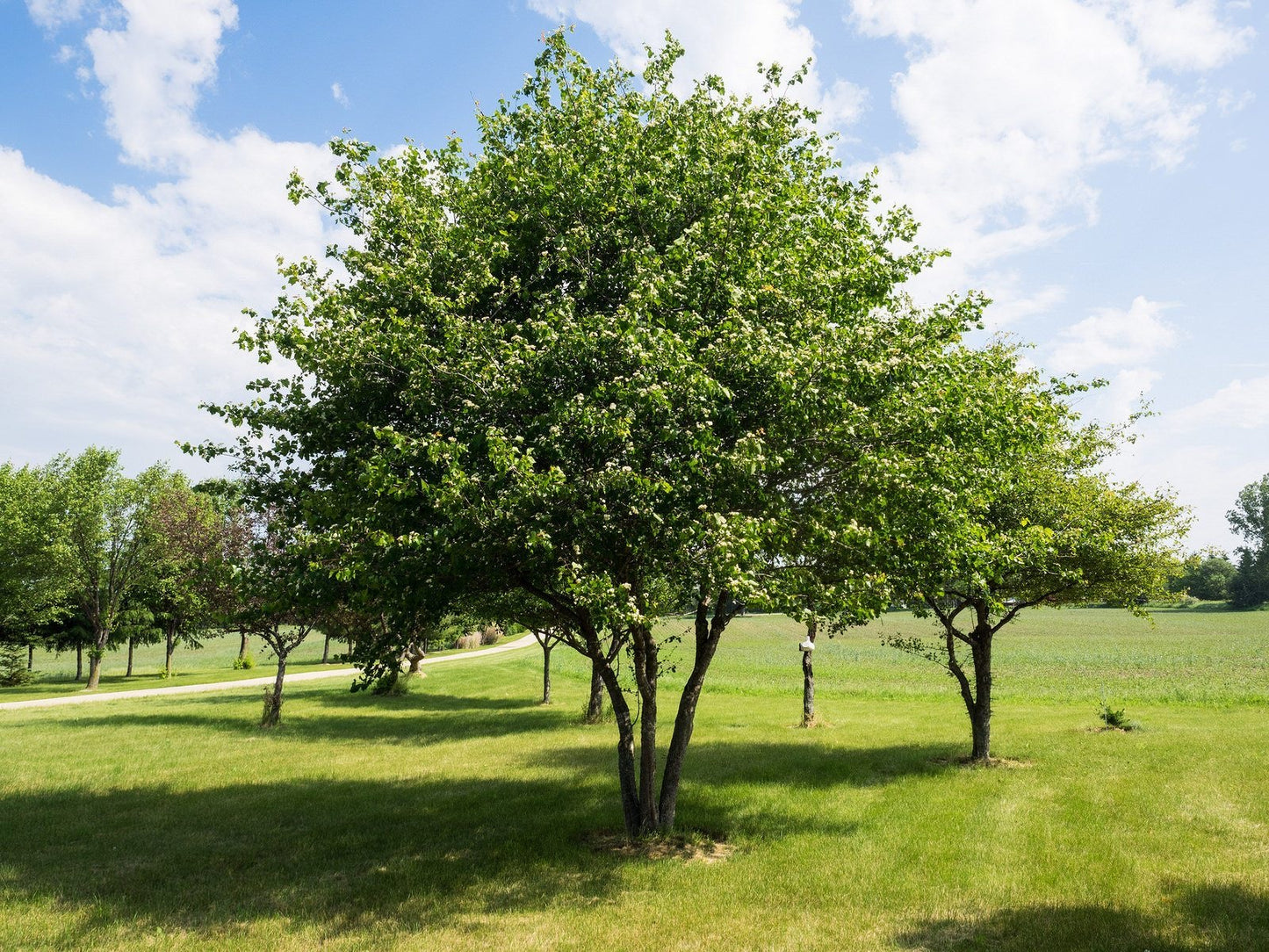 Hawthorn tree attracting birds with red berries.