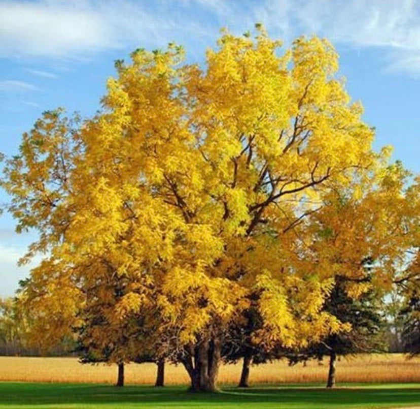 Buy black walnut trees for shade and nut production.