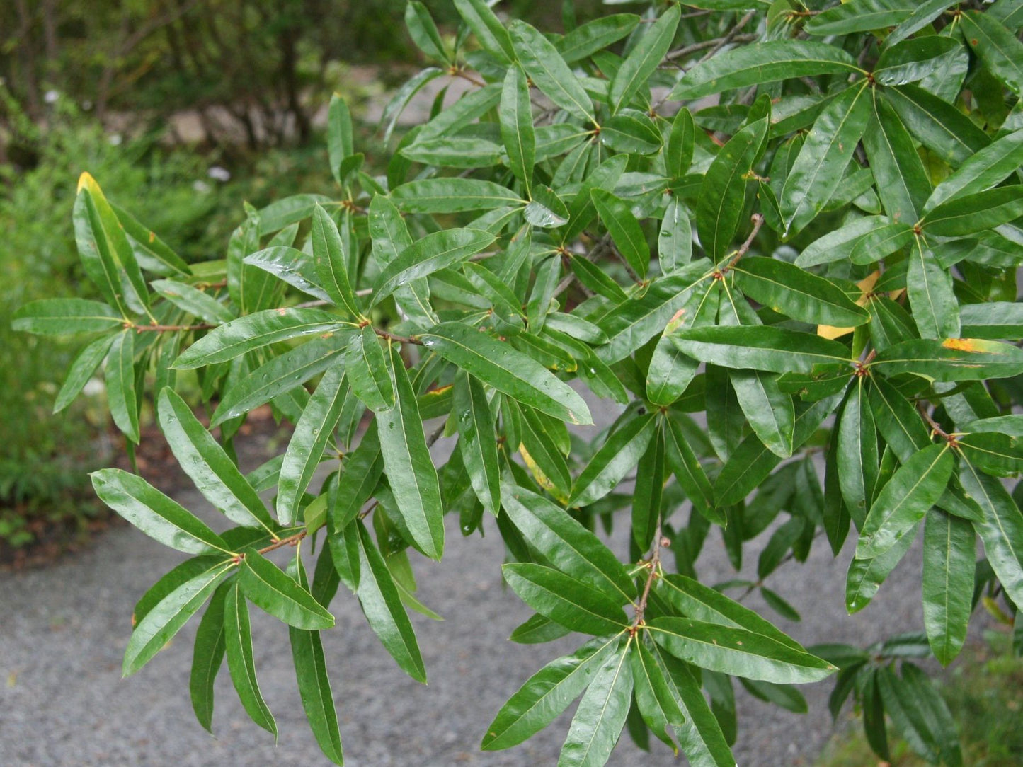 Willow Oak Tree growing in urban landscape.
