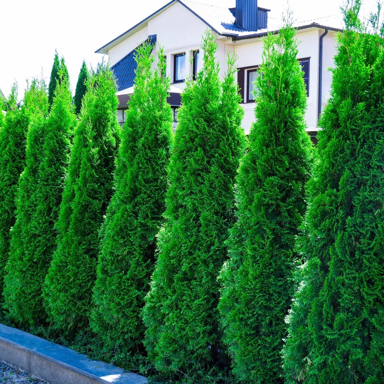 Emerald Green Arborvitae for sale, tall and narrow shape.