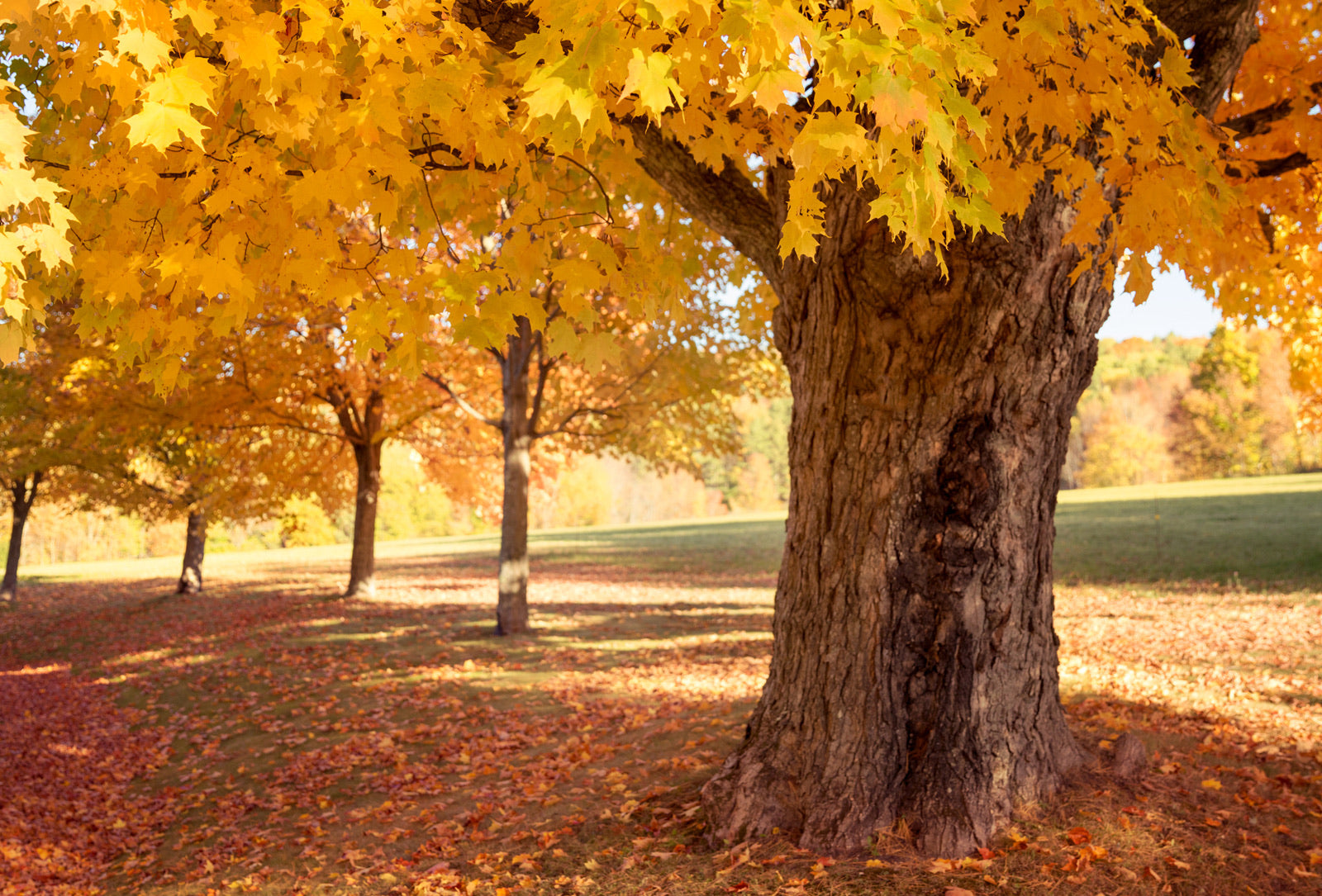 Sugar Maple providing dense shade.