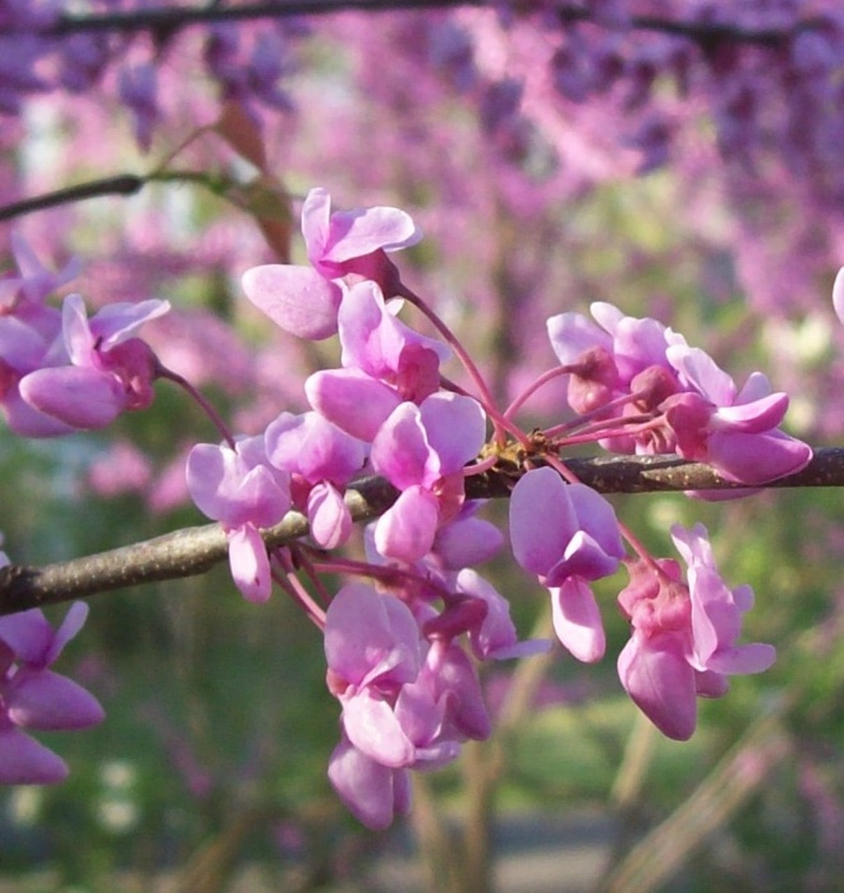 Eastern redbud tree blooms up close.