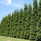 Green Giant Arborvitae Tree For Sale | Buy Thuja Standishii x Plicata 