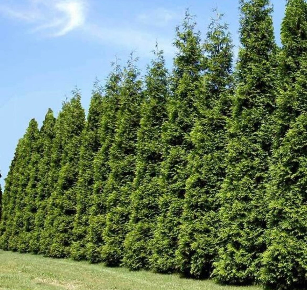 Dense Green Giant Arborvitae hedge plant.