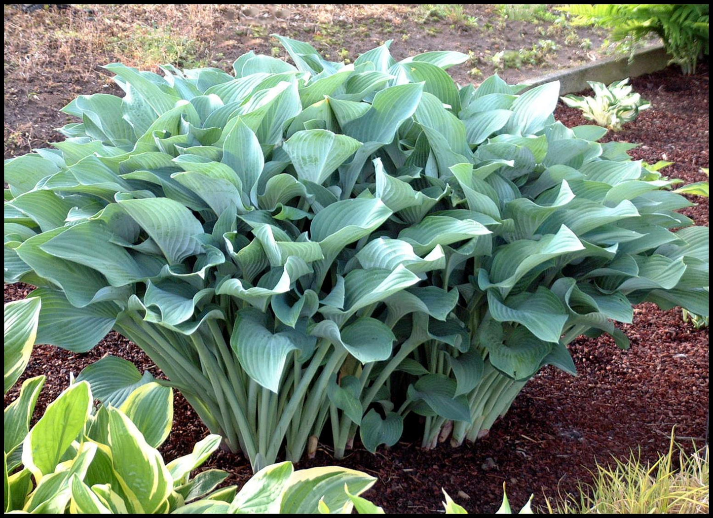 Krossa Regal Hosta with blue-green leaves.