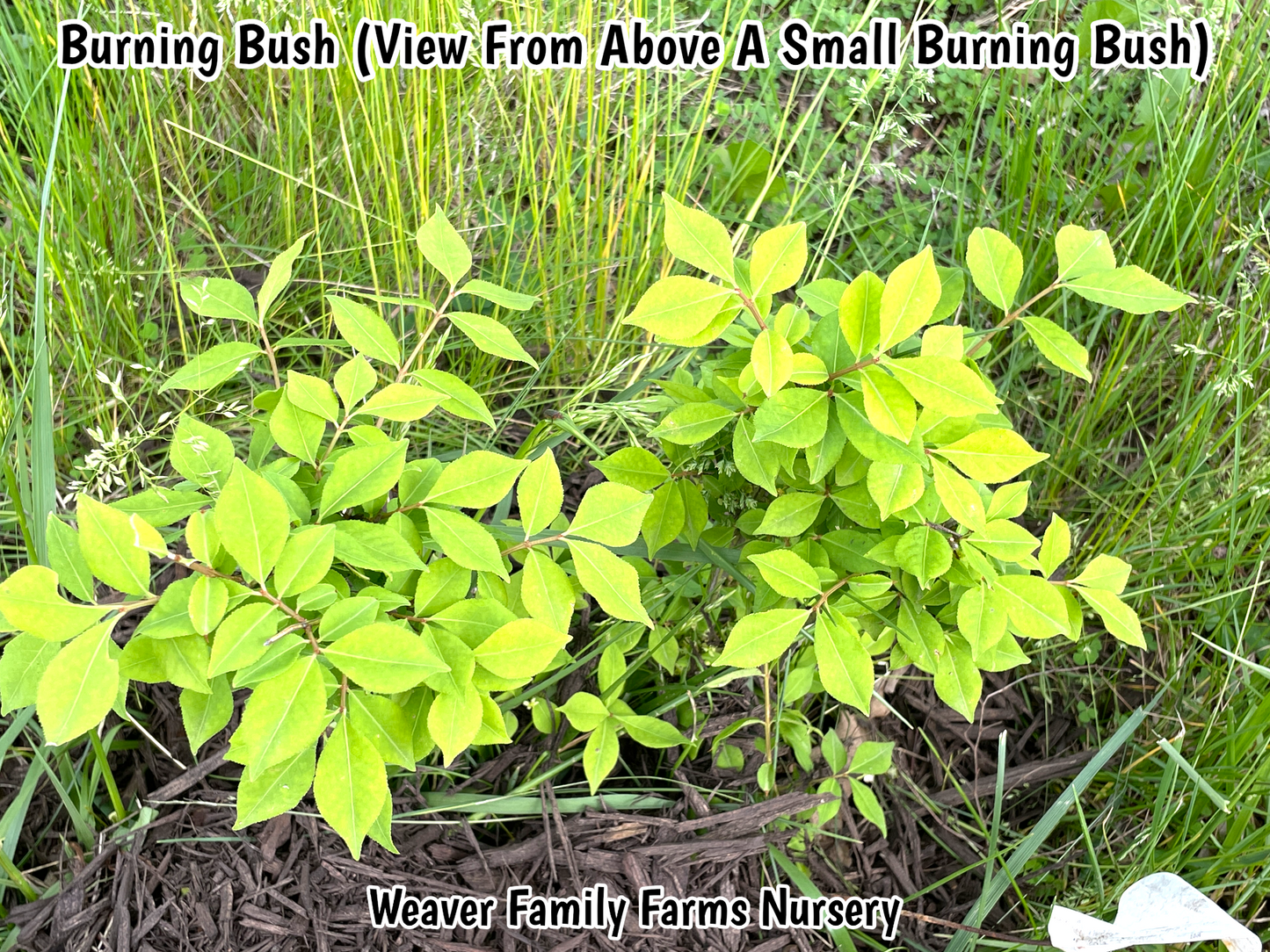 Miniature burning bush in landscape setting.